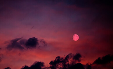 Wall Mural - magnetic shot of the pink moon on the pink sky