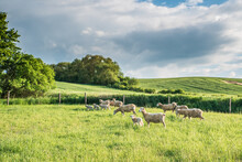Flock Of Young Sheep In The Green Pasture