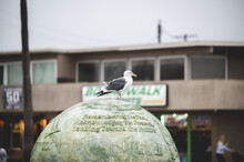 Seagull Standing On A Green Globe With The Text ''Looking Toward The Future''