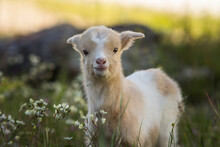 Portrait Of An Adorable Baby Goat In The Wild