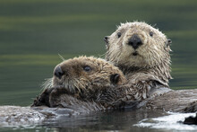 Selective Focus Shot Of Two Sea Otters Hugging Each Other In The Lake