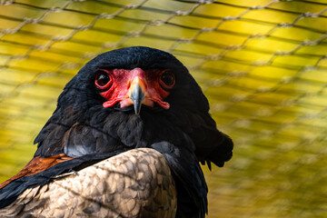 Closeup shot of a Bateleur