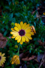 Vertical Top View Of A Blooming Yellow African Daisy