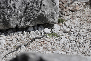 Poster - Wild black sand snake on the rocks under lig