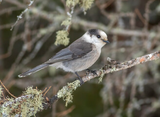 Wall Mural - a canada jay perched on a lichen covered tree limb in sax zim bog in northern minnesota.