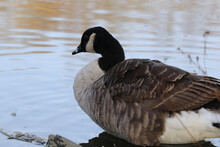 Closeup Of A Beautiful Canada Goose In A Lake