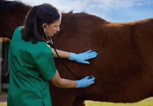 Veterinarians Have Long Been Considered The Guardians Of Animal Welfare. Shot Of A Young Veterinarian Doing A Checkup On A Horse On A Farm.