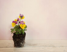 Purple, Yellow Viola Flowers On White Panelling With Pink Background With Room For Text
