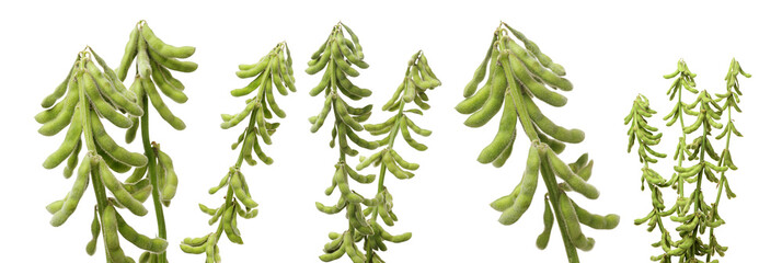 Wall Mural - Fresh harvested soybean (edamame) plant isolated on white background