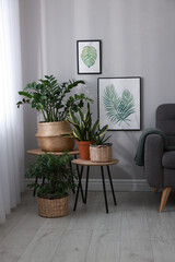 Wall Mural - Stylish living room interior with beautiful houseplants and grey armchair