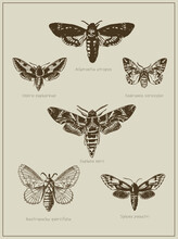 Set Of Different Species Hand-drawn Illustrations Of Moths And Butterflies, Entomology Poster