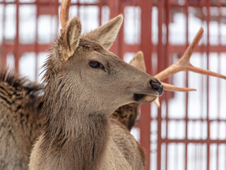 Sticker - Deer portrait in the zoo.