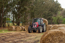 Tractor Stacking Bales Of Hay For Cattle Feed.