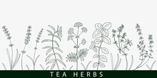 Tea Herbs Card. Vintage Design Sketched Vector Illustration.