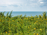 Fototapeta  - Spring meadow with bright yellow flowers against the blue sea and sky on a sunny day..copy space