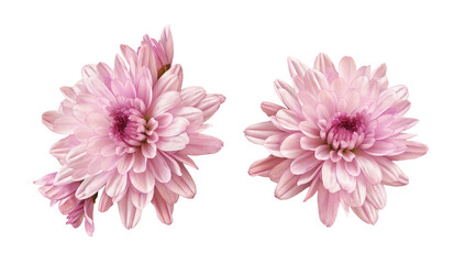 Pink chryzanthemum flower isolated