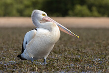 Australian Pelican On Exposed Sea Grass, Tomaga River, NSW, March 2022