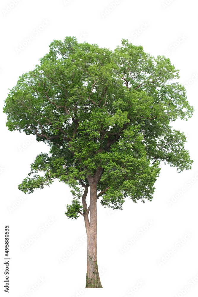 Tree Side View Block tree side view isolated on white background for landscape and ...