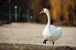 Swans, fowl