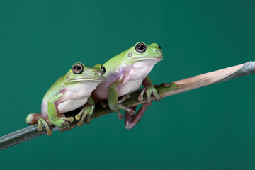 two dumpy frogs (ranoidea caerulea) is sitting on a bamboo stick.