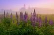 Lupins in the morning on the background of the church