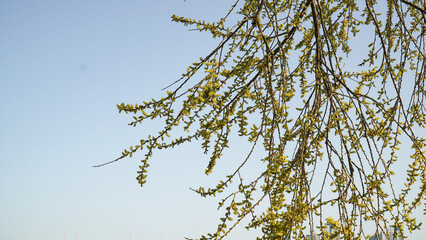 Wall Mural - The light green waves of willows, the messenger of spring.