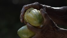 Crack Open A Cacao Pod To Inspect The Fresh Pulpy Fruit Inside Where The Beans Are