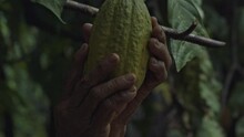 Picking A Ripe Cacao Pod From A Theobroma Cacao Tree In The Amazon Rainforest - Only The Hands Of The Organic Farmer Are Seen In Slow Motion