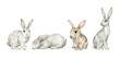Watercolor cute forest animals. Hare, rabbit, bunny. Hand-painted woodland wildlife. 