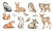 Watercolor Cute Forest Animals. Badger, Deer, Owl, Lynx, Squirrel, Fox, Wolf, Moose. Hand-painted Woodland Wildlife. 