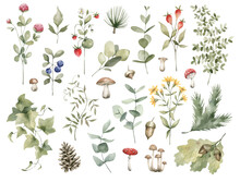 Watercolor Set Of Bright Forest Leaves And Flowers, Branches. Clover, Berries, Mushrooms, Flowers, Cones, Ivy, Spruce, Fly Agaric, Blueberries. Summer Botany, Natural Elements. Bright Medow Wildflower