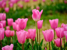 Pink Tulips In The Nature Park