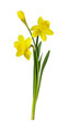 Three yellow narcissus flowers and green leaves isolated