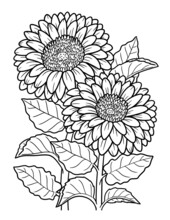 Gerbera Flower Coloring Page For Adults