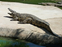 Nile Crocodiles Swimming And Feeding In The Water And Living On An Island - Photo