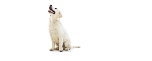 Wall Mural - Beautiful golden retriever, purebred dog sitting on floor isolated on white background. Concept of animal, pets, vet, friendship