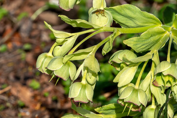 Wall Mural - helleborus foetidus a winter spring evergreen flowering plant with a green wintertime flower commonl