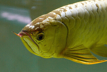 Close-up of a ferocious arowana in a fish tank