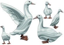 A Set Of Hand Drawn Ducks The Breed Of Aylesbury Duck