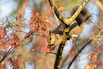 Wall Mural - Squirel on a Maple Blossom