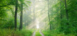 Panorama of Footpath through natural green forest with sunlight through morning fog in summer