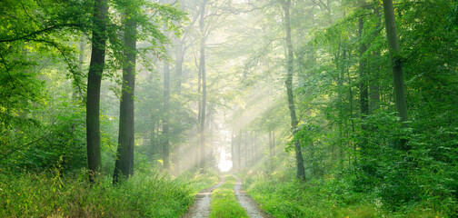 Wall Mural - Panorama of Footpath through natural green forest with sunlight through morning fog in summer