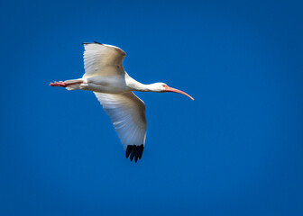 Wall Mural - White Ibis flying high in a bright blue sky!