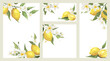 Summer card with jasmine flowers and lemon branch. Floral design elements for wedding invitation, label for drinks. Vector illustration.