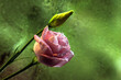 Różowy kwiat w kropelkach deszczu