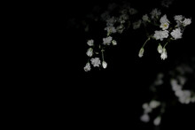 Close Up Of White Gypsum Flower / White Veil Herb Flower With Black Background