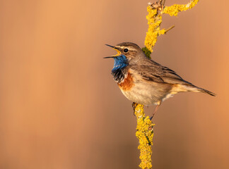 Sticker - Bluethroat bird close up ( Luscinia svecica )