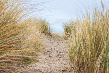 Wall Mural - Chemin dans les dunes