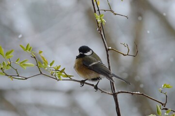 Wall Mural - a small bird on the branches in winter and snow falls