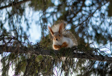 A Beautiful Fluffy Squirrel Sits High On A Larch Branch And Looks Down